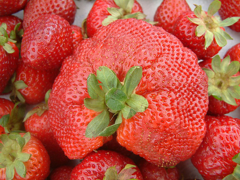 Strawberry growers pick on UC Capitol Weekly Capitol Weekly