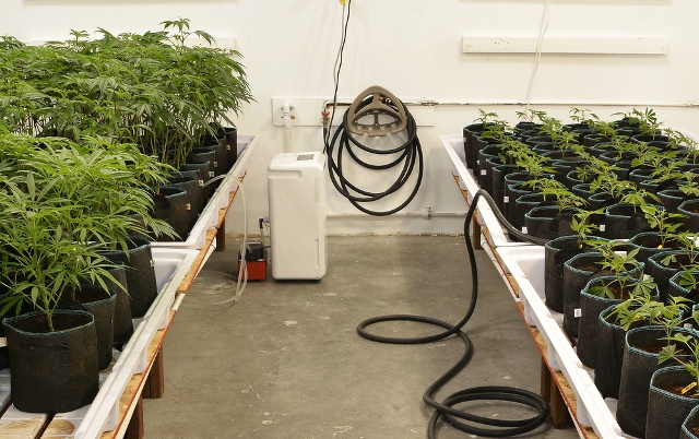 grow-room