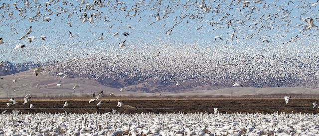 A Joint Effort To Protect The Central Valley's Water, Ecology - Capitol 