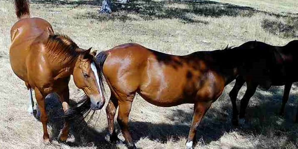 California can’t lead on climate while wild horses disappear