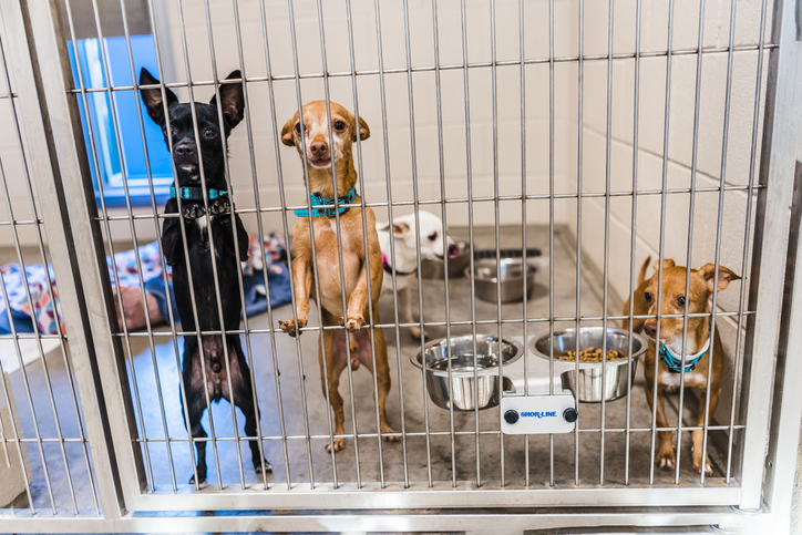 Poor leadership is at the root of pet deaths in California animal shelters
